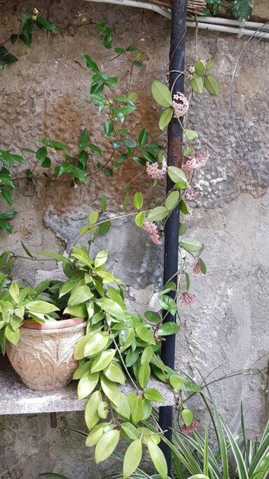 Lacco Ameno  Giardino Mediterraneo מראה חיצוני תמונה