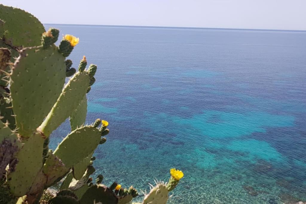 Lacco Ameno  Giardino Mediterraneo מראה חיצוני תמונה